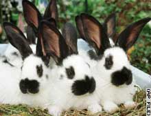 story.rabbits.jpg