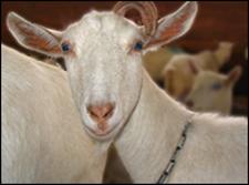 A transgenic goat (GTC Biotherapeutics)