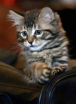 A cloned cat name 'Little Nicky' peers out from her carrying case, in this Dec. 22, 2004 file photo taken in Texas. 'Little Nicky' a successfully cloned cat, was sold to a woman  by Genetic Savings and Clone for $50,000. Genetic Savings and Clone,  a California biotechnology company that sold cloned pets, sent letters to its customers in September 2006, informing them it will close at the end of the year because of little demand for costly cloned cats.   (AP Photo/Tony Gutierrez, File)