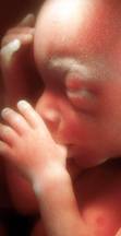 A male human foetus at 19 weeks sucking his thumb